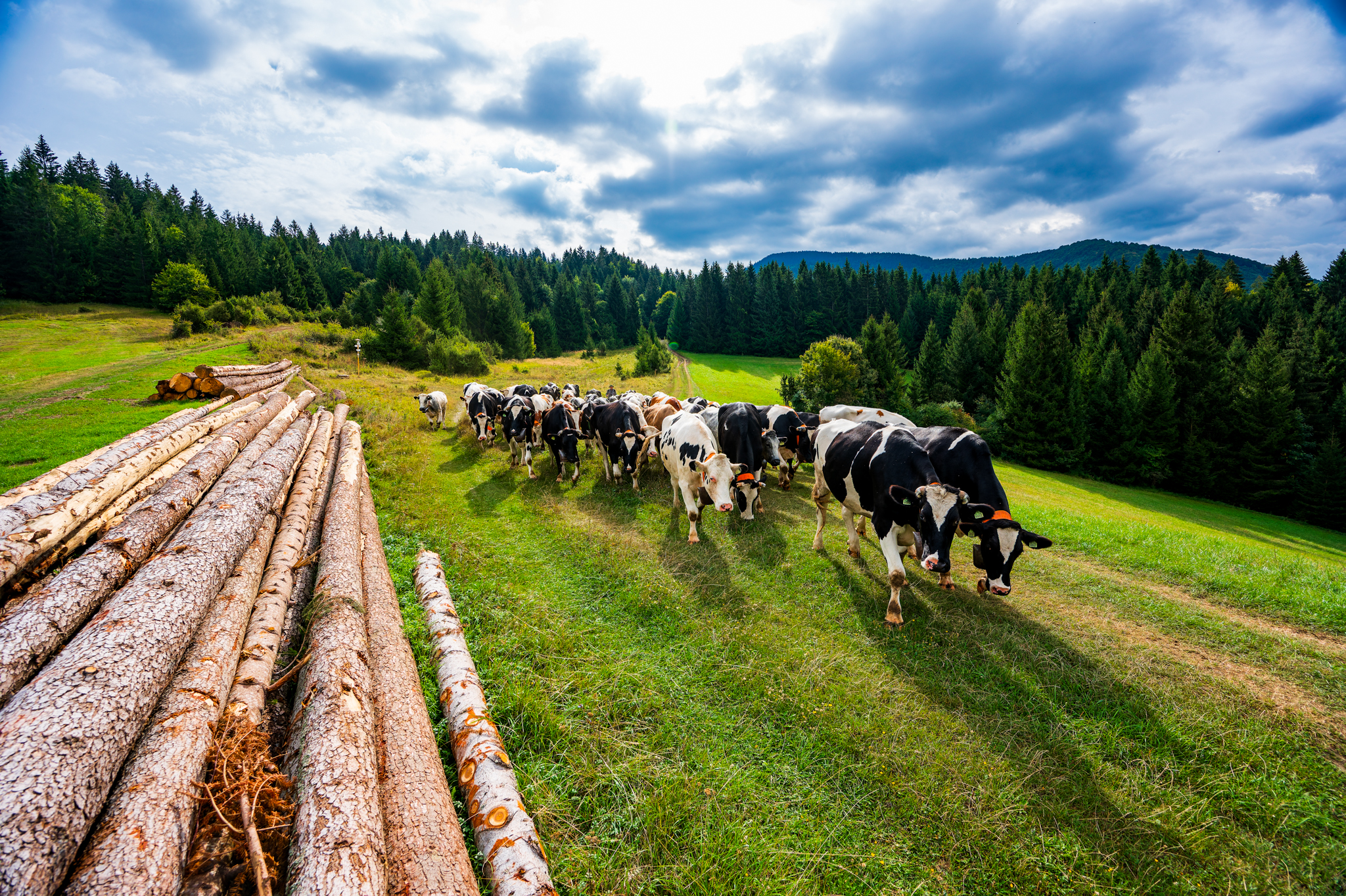 NZ6 4294 DxO DeepPRIME XD2s